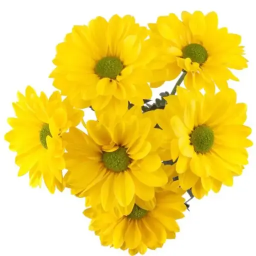 AL26 Daisies Yellow Brazilian