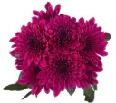 AL26 Chrysanthemums Purple Impulse