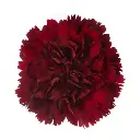 M25 LG Carnations Burgundy Caronte