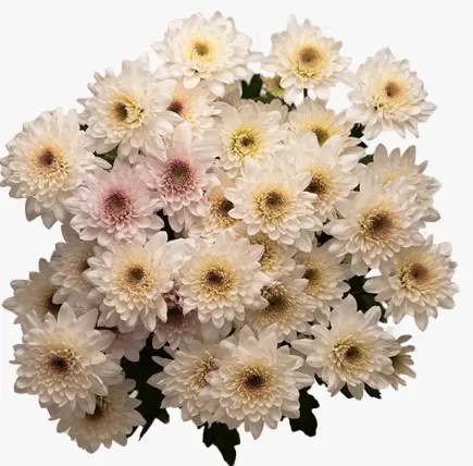(A) V26 Chrysanthemums White/Pale Pink Candor Light