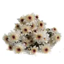 AL26 Chrysanthemums White/Pale Pink Candor Light