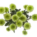M25 Micropoms Green Candy Crush