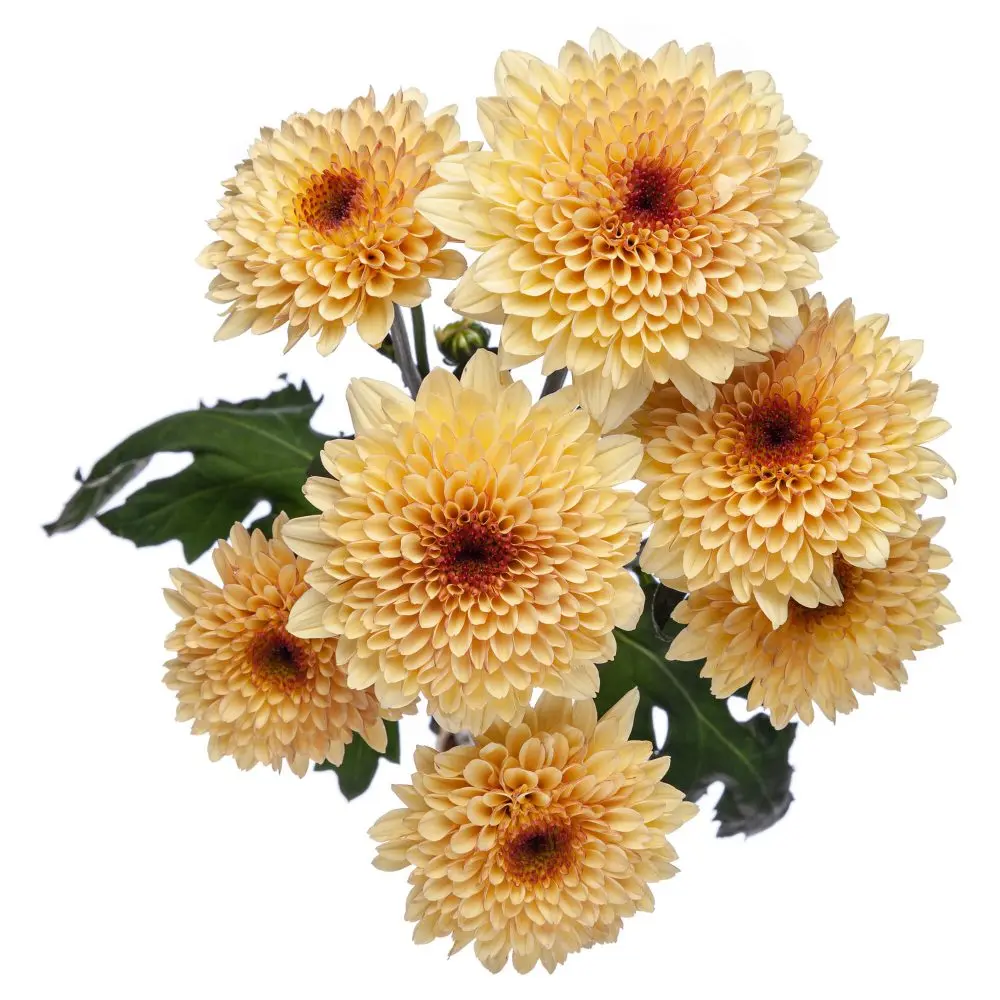 (B) V26 Chrysanthemums Creme Brulee