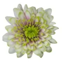 V26 Chrysanthemums Creme Brulee