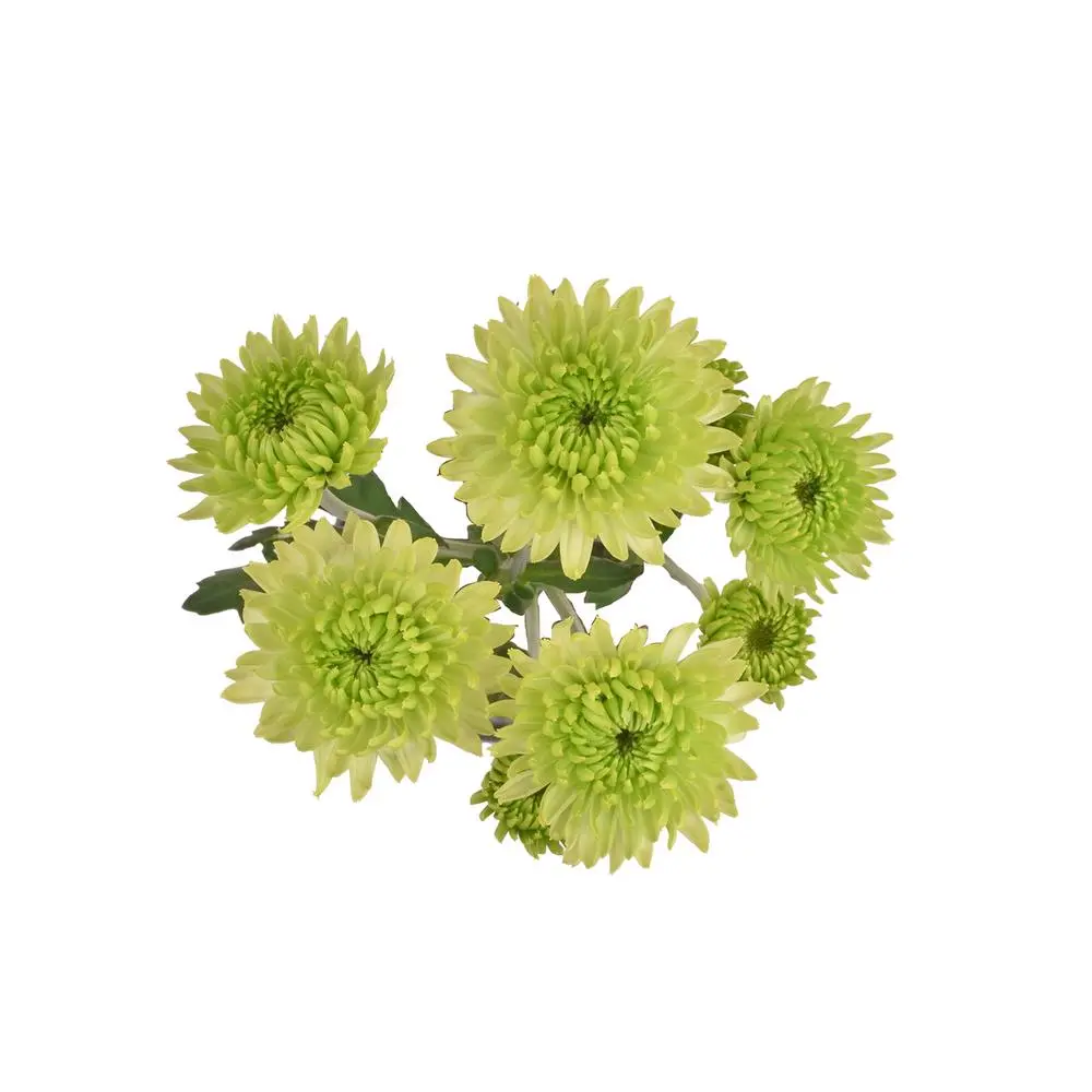 M26 Chrysanthemums Lime Green Maisy 
