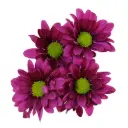 M26 Daisies Dark Purple Can Can