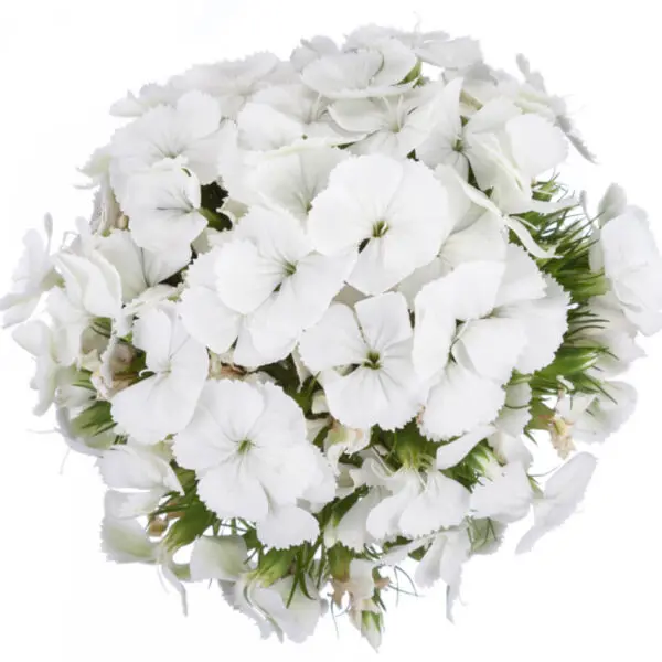M25 Dianthus Ball Assorted (5St)