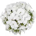 M25 Dianthus Ball Assorted (5St)