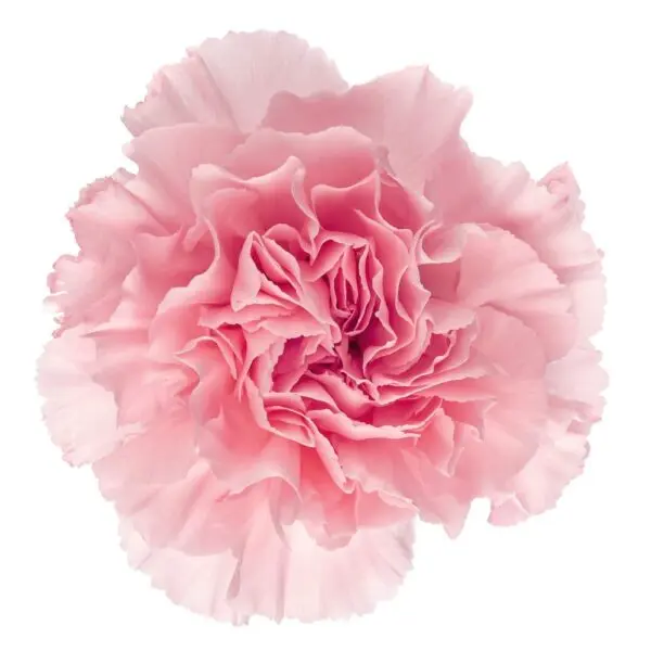 AL26 LG Carnations Light Pink Doncel/Verona