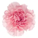 AL26 LG Carnations Light Pink Doncel/Verona