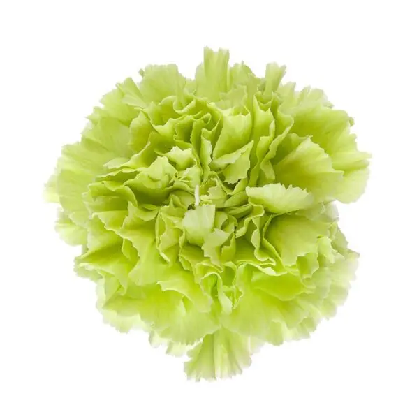 M25 LG Carnations Green Voragine 