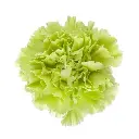 M25 LG Carnations Green Voragine 