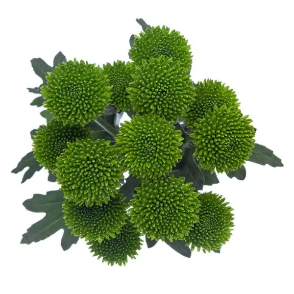 M25 Buttons Green Botani