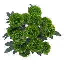 M26 Buttons Green Botani