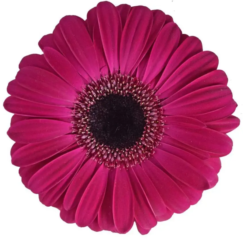 M25 Gerbera Hot Pink Malibu 