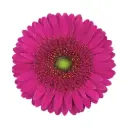 M26 Gerberas Hot Pink 