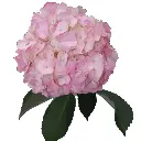 (A) V26 Hydrangeas Light Pink