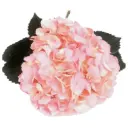 AL26 Hydrangeas Light Pink