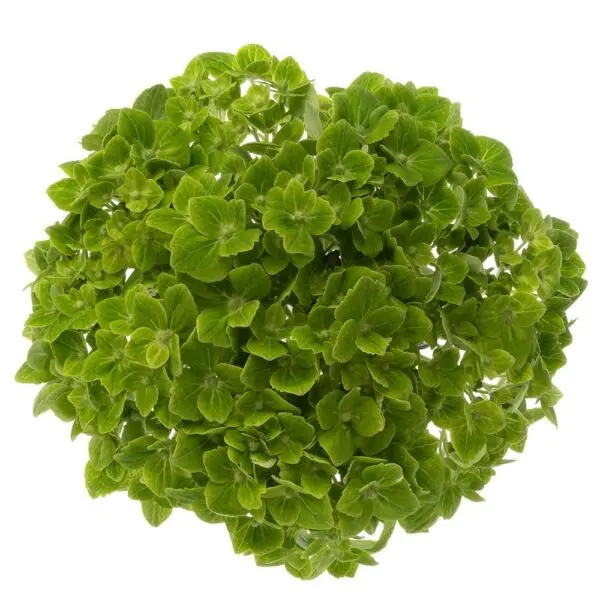 M25 Hydrangeas Green