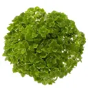 M25 Hydrangeas Green