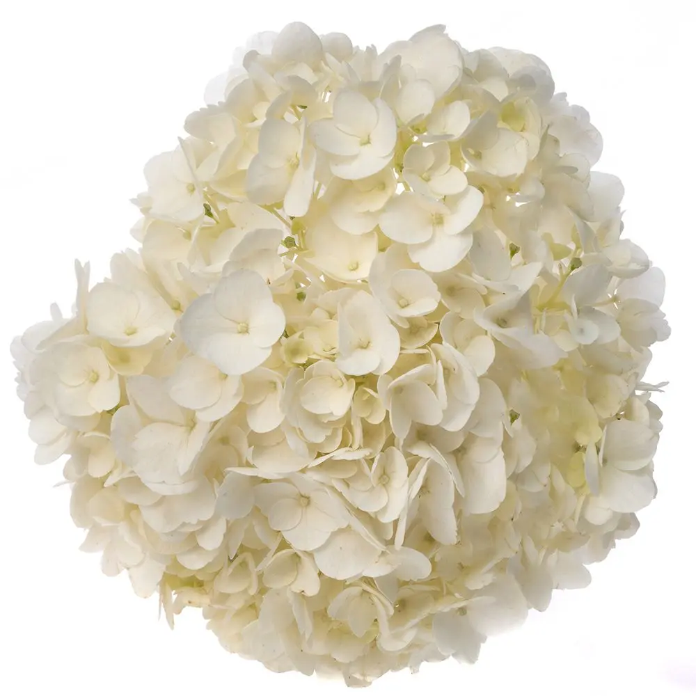 AL26 Hydrangeas White