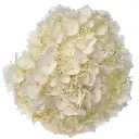 AL26 Hydrangeas White