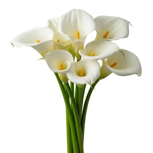 M26 Medium Calla Lilies White