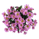 AL26 Micropom Light Lilac Jaxon