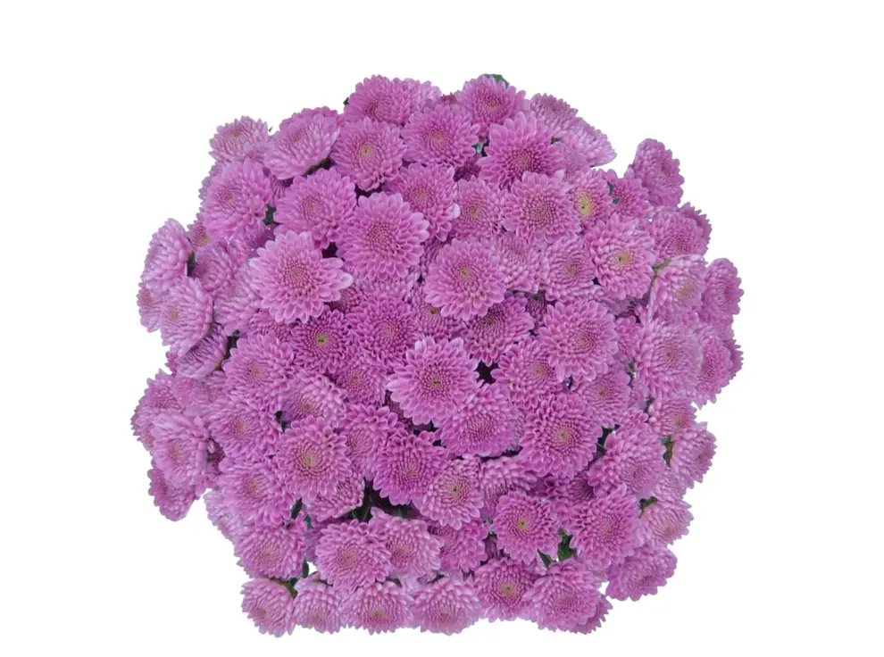 M26 Buttons Light Lilac Sweet