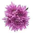 M26 Chrysanthemums Lilac Veronica 