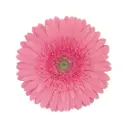 M26 Gerberas Light Pink 