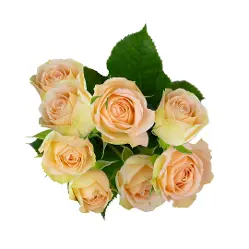 M26 Spray Roses Creamy Peach Apricot  