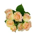 M26 Spray Roses Creamy Peach Apricot  