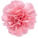 M25 LG Carnations Light Pink Bubblicious 