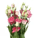 M25 Lisianthus Pink Double