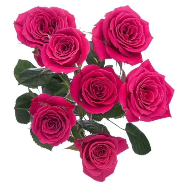 M25 Spray Roses Hot Pink Gem Star