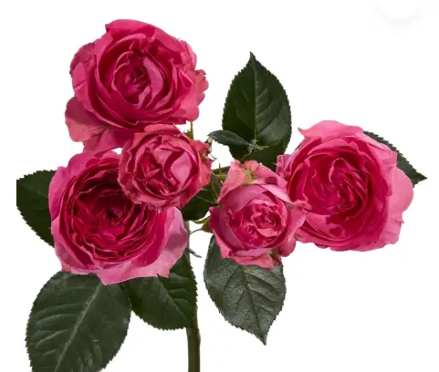 M26 50CM Spray Roses Hot Pink Trendsetter 