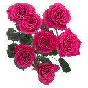 M25 Spray Roses Hot Pink Gem Star