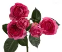 M26 Spray Roses Hot Pink Trendsetter 