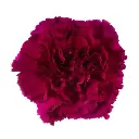 M25 LG Carnations Magenta Purple Golem 
