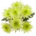 M25 Chrysanthemums Maisy Lime