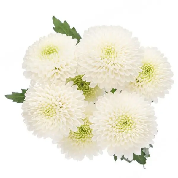 V26 Buttons White Mark Twain 