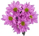 M25 Daisies Lilac Melrose 