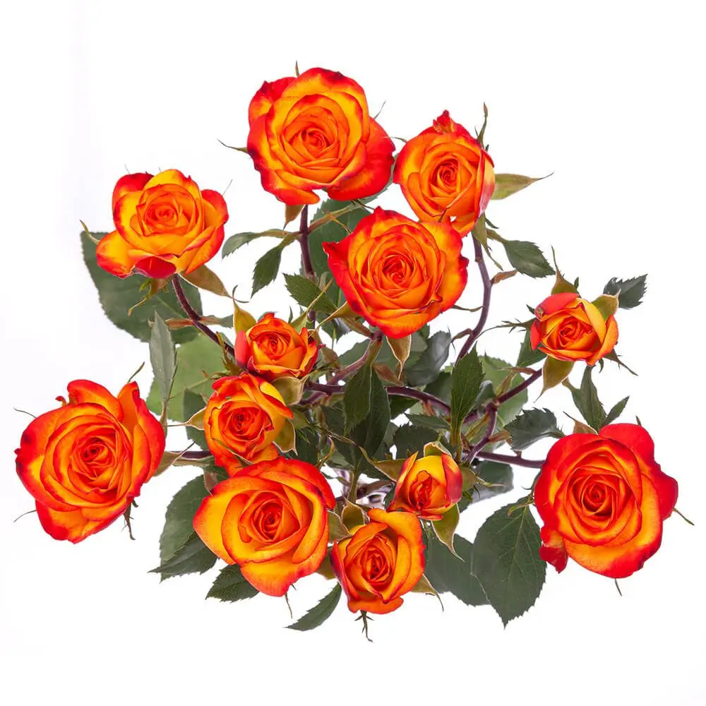 Spray Roses Mia Yellow/Orange Bi-Color