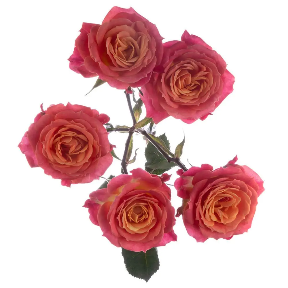 Spray Roses Variegated Orange Tigress