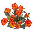 Spray Roses Mia Yellow/Orange Bi-Color