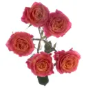Spray Roses Variegated Orange Tigress