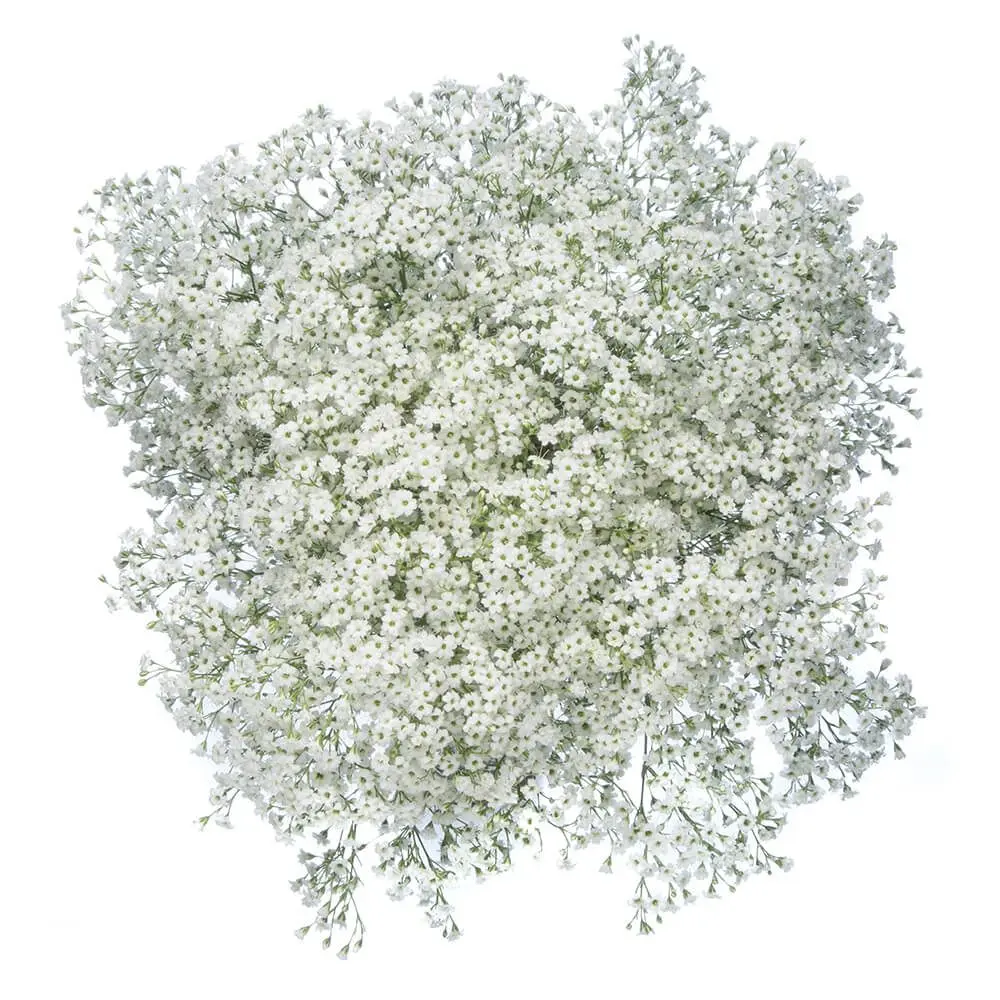 M26 GYP Million Star (6 Stems) 