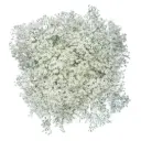 M26 GYP Million Star (6 Stems) 