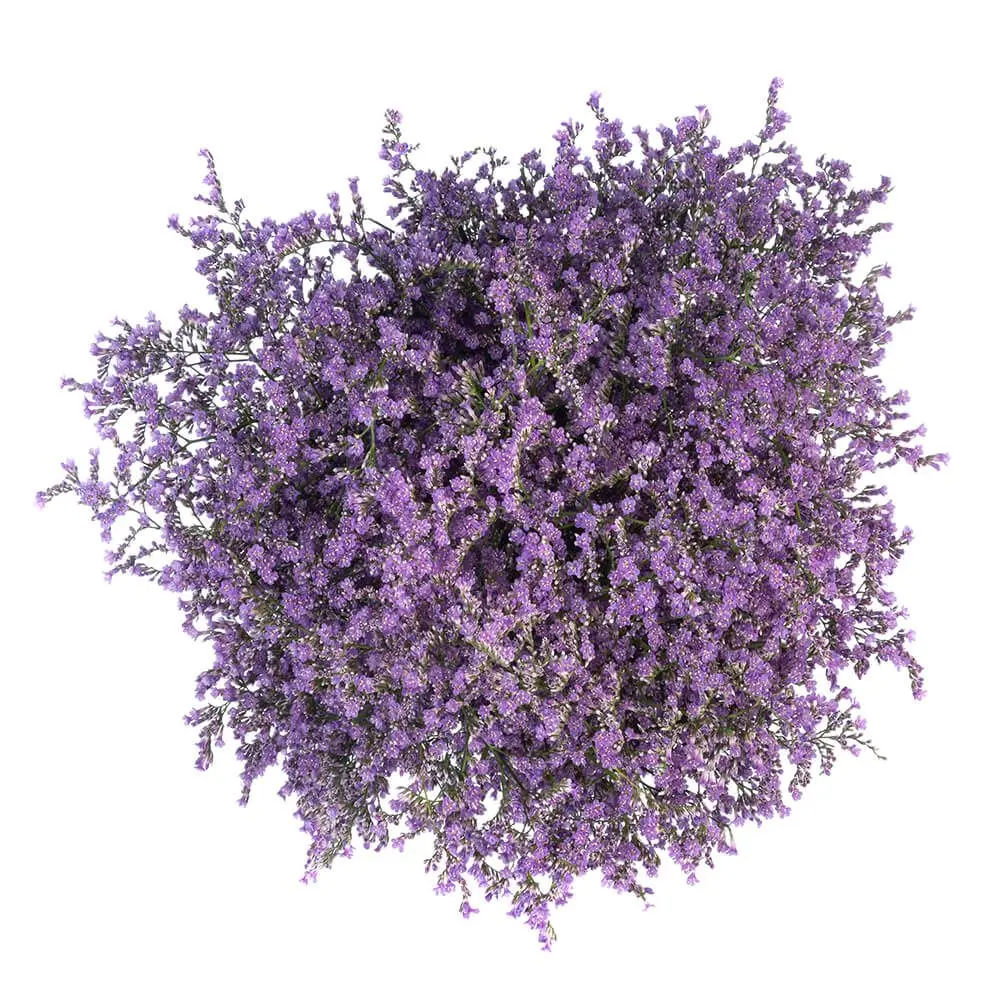 M25 Limonium Caspia Misty Purple 